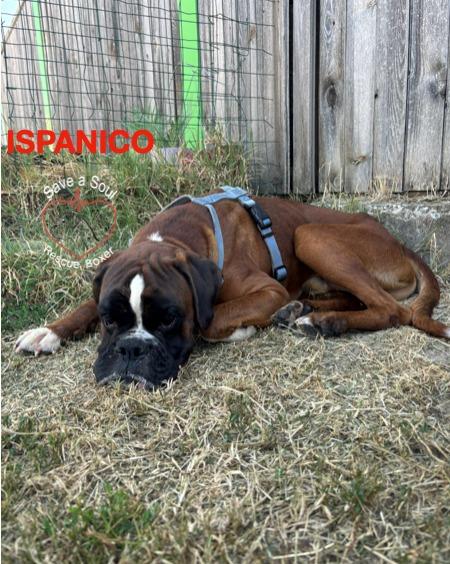 Ispanico boxer puro di 2 anni e mezzo Foto 3